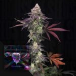 Divine Nectar