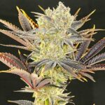 Ethos Genetics Citradelic Sunset feminisiert – 5 Samen