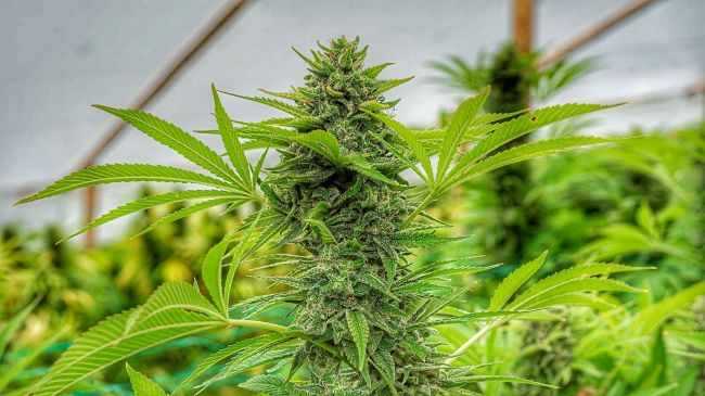 The Cali Connection Clementine Slush feminisierte Cannabis Samen