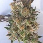 Grand Daddy Genetics Coogies regulär – 10 Samen