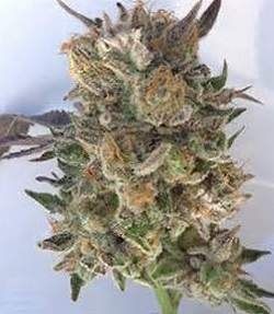 Grand Daddy Genetics Coogies regulär – 10 Samen