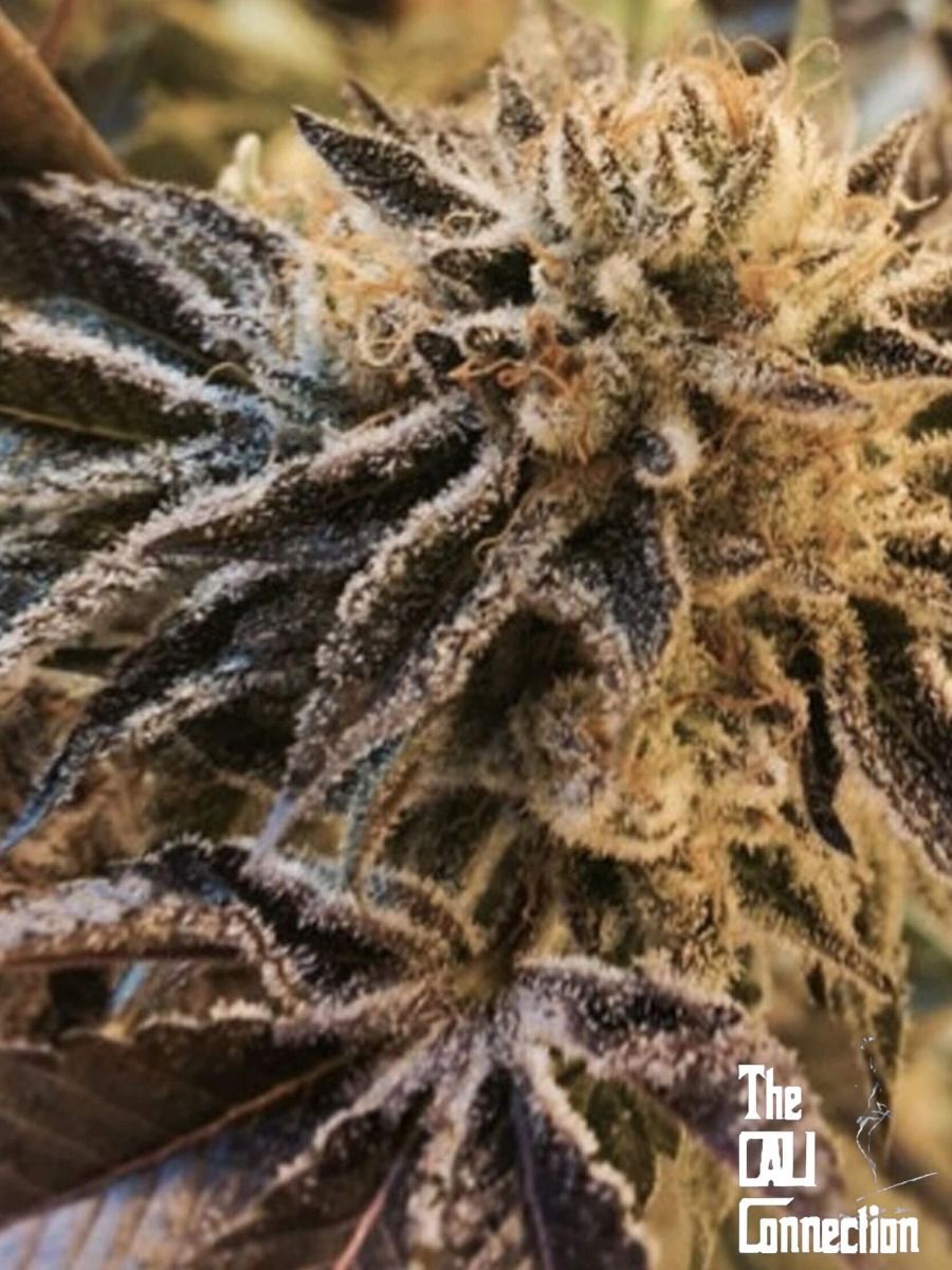 The Cali Connection Corleone Kush feminisierte Cannabis Samen