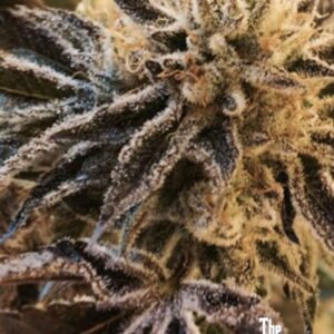 The Cali Connection Corleone Kush regulär – 10 Samen