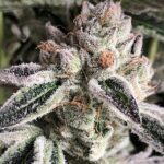 Ethos Genetics Crescendo RBX1 feminisiert – 5 Samen