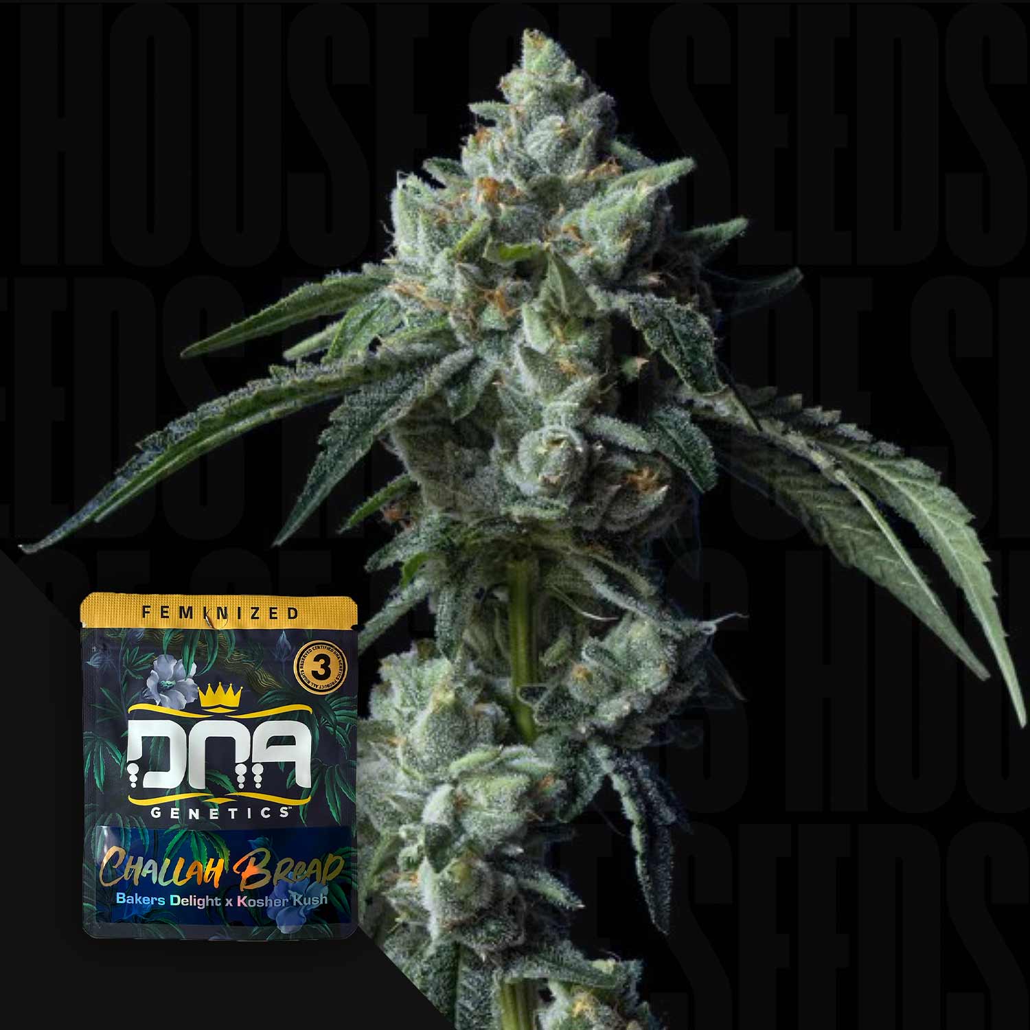 DNA Genetics Challah Bread - feminisierte Cannabis Samen