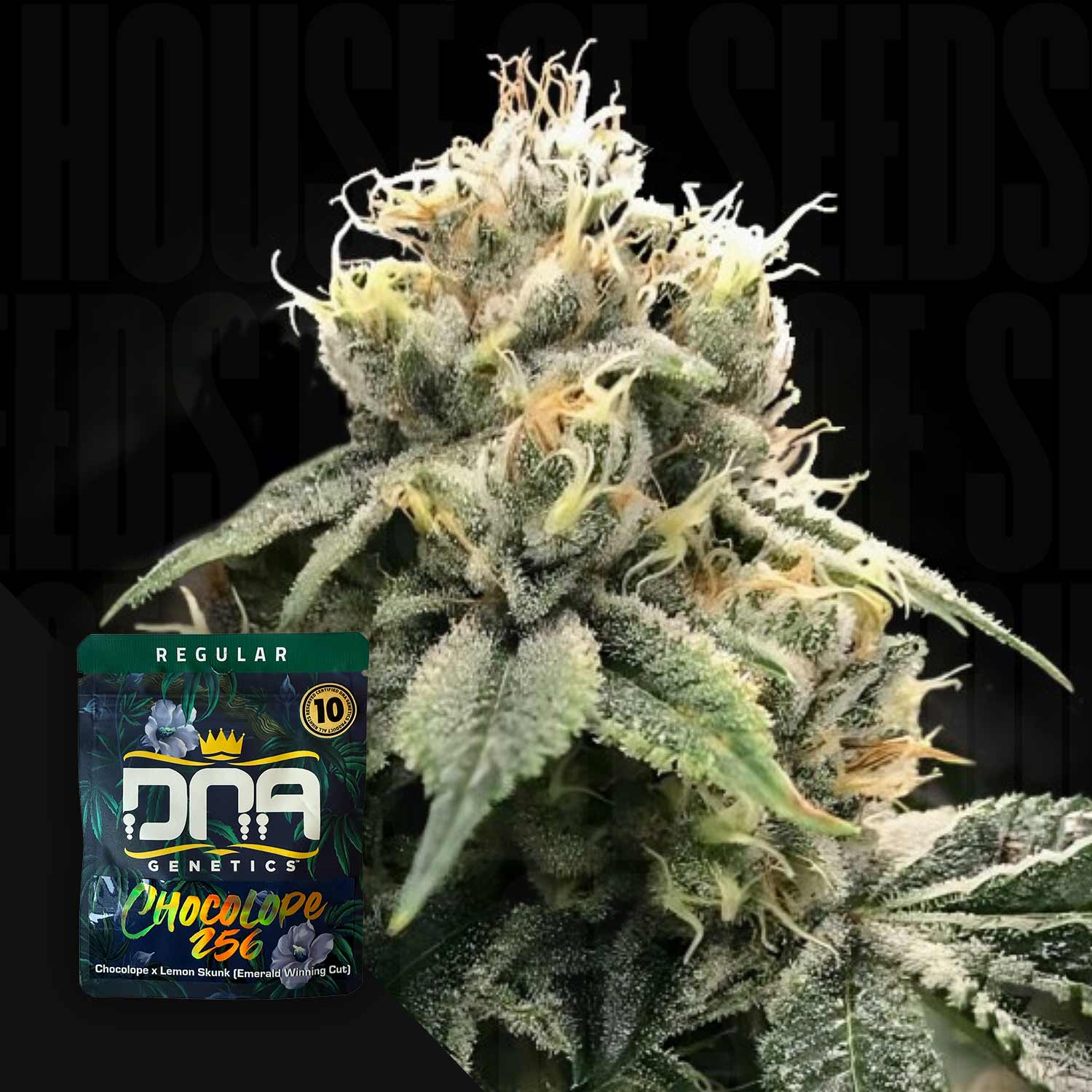 DNA Genetics Chocolope 256 - reguläre Cannabis Samen