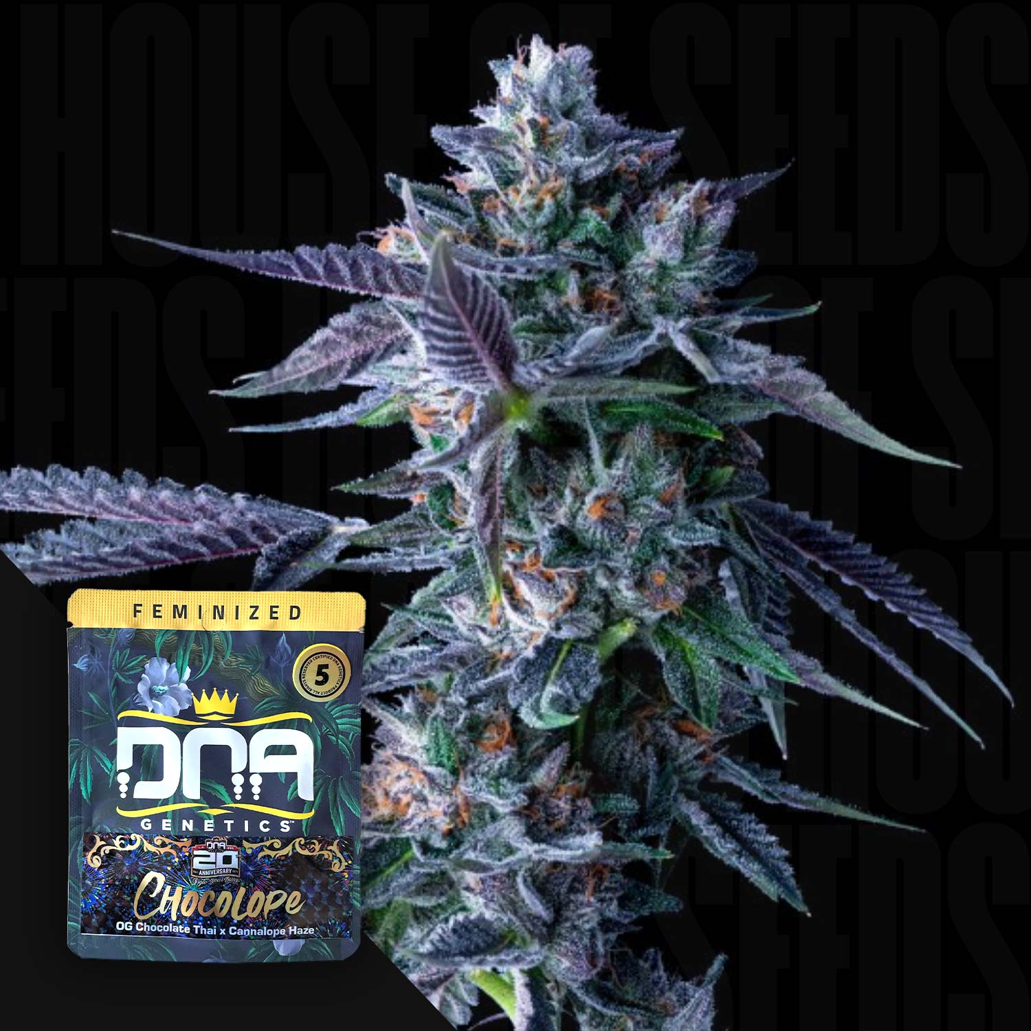 DNA Genetics Chocolope - feminisierte Cannabis Samen