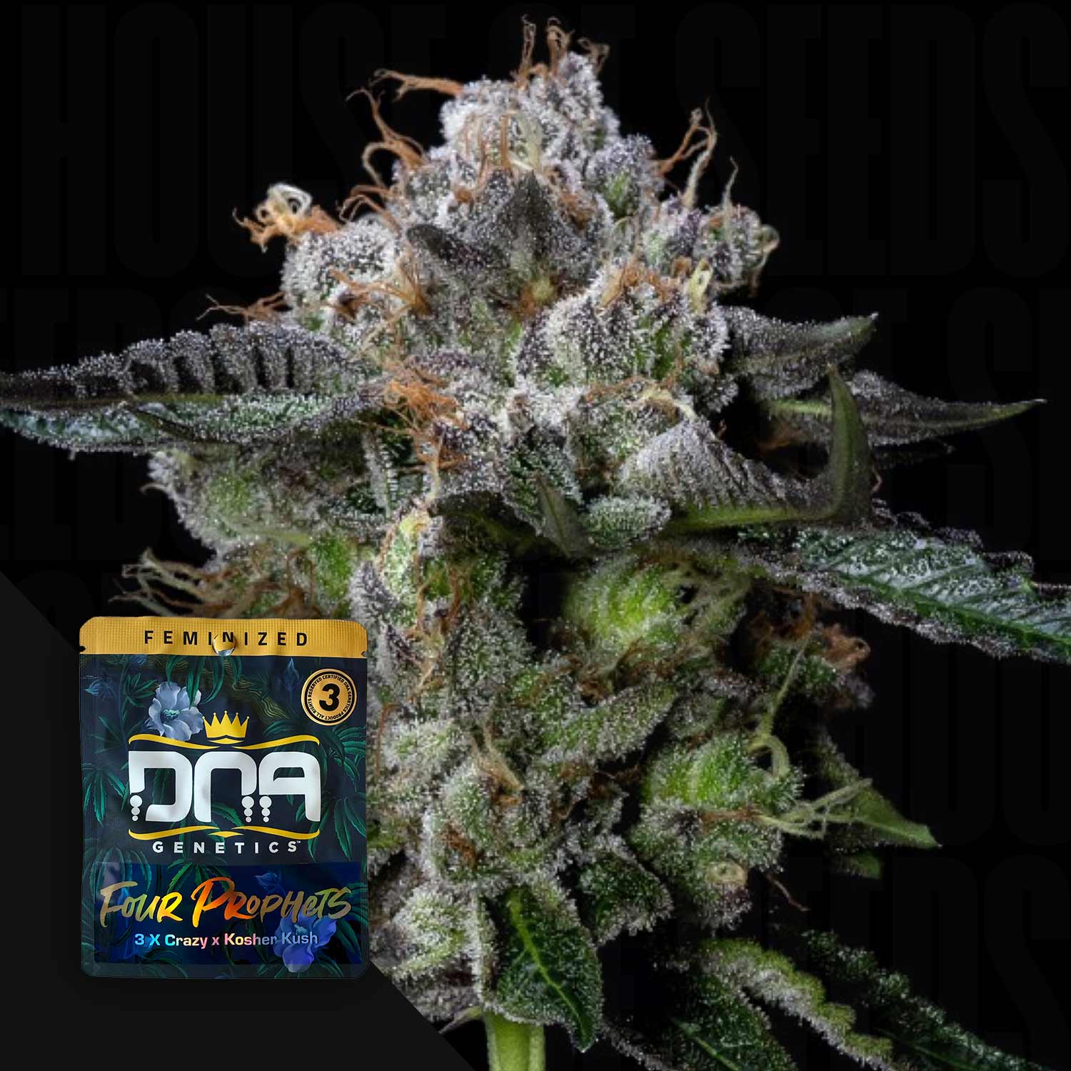 DNA Genetics Four Prophets - feminisierte Cannabis Samen