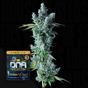 Kosher Dawg