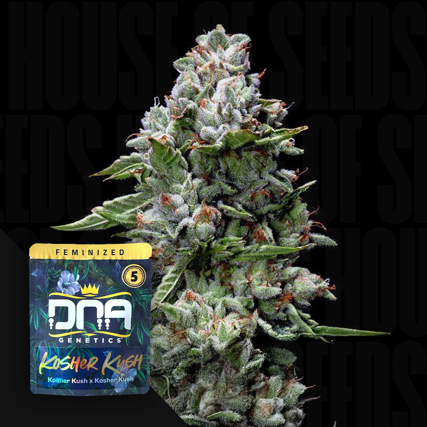 DNA Genetics Kosher Kush - feminisierte Cannabis Samen