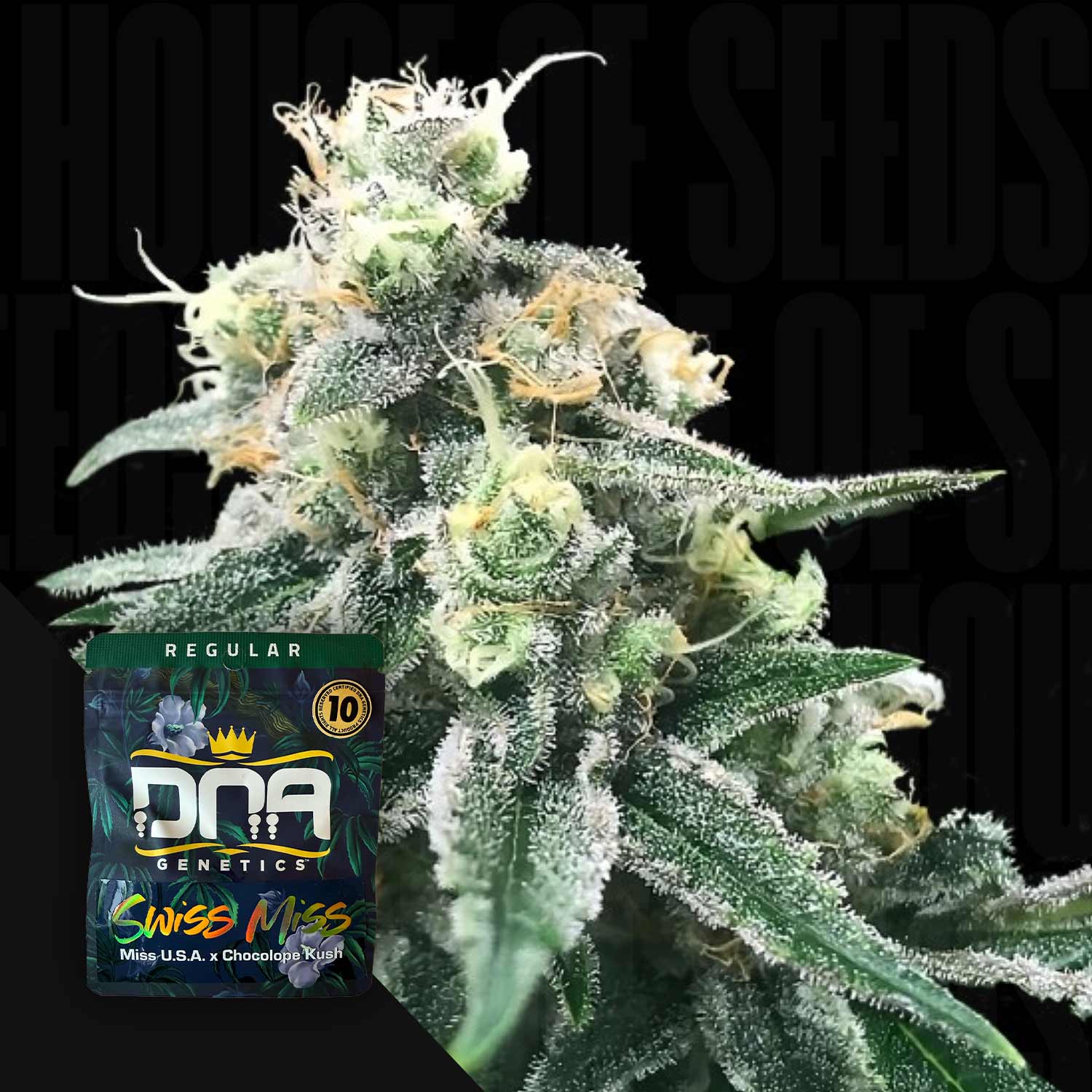 DNA Genetics Swiss Miss - feminisierte Cannabis Samen