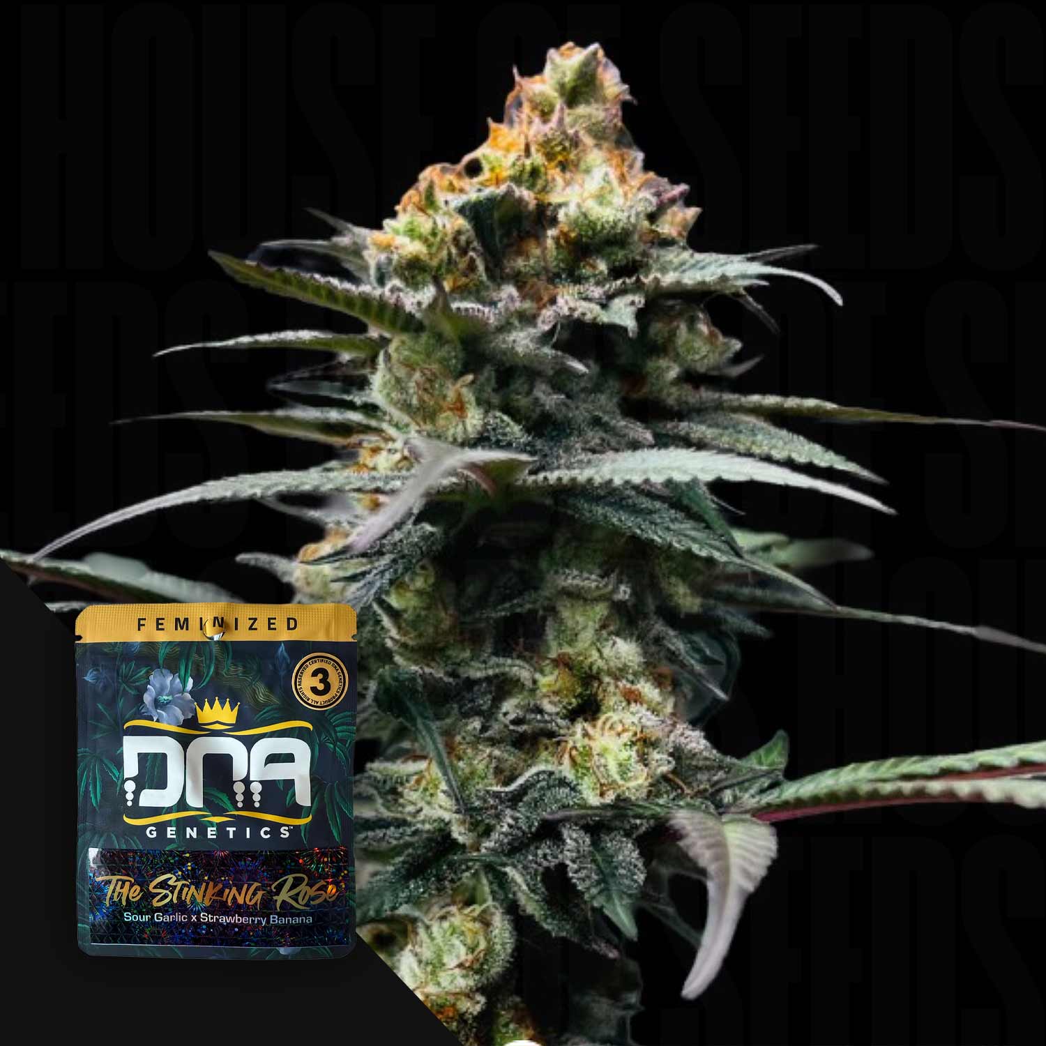 DNA Genetics The Stinking Rose - feminisierte Cannabis Samen