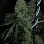 The Cali Connection Deadhead OG feminisiert – 6 Samen