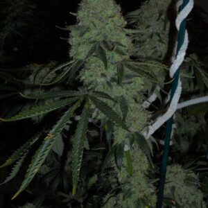 The Cali Connection Deadhead OG feminisiert – 6 Samen