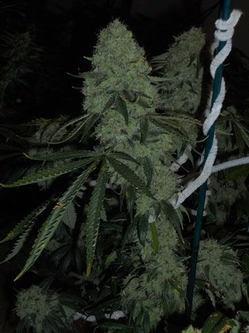 The Cali Connection Deadhead OG feminisierte Cannabis Samen
