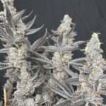 Solfire Gardens Diamond Daggers feminisiert