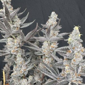 Solfire Gardens Diamond Daggers feminisiert