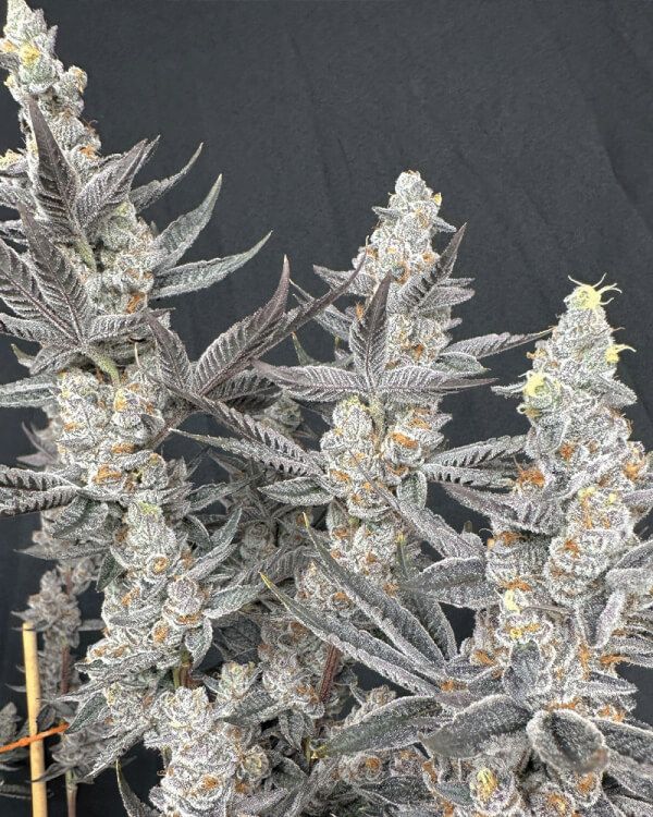Solfire Gardens Diamond Daggers feminisierte Cannabis Samen