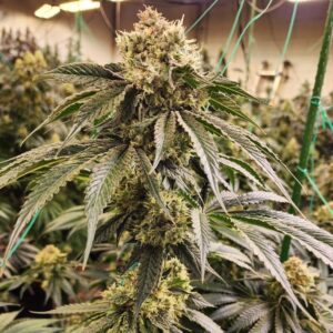 Ethos Genetics Dirty Banana Gen 1 Schnell feminisiert – 5 Samen