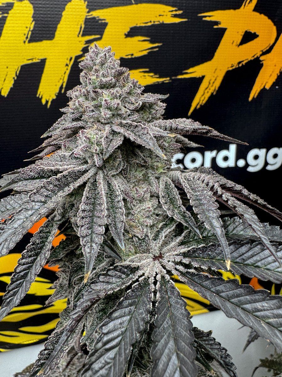 Solfire Gardens Dirty Water feminisierte Cannabis Samen