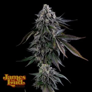 James Loud Genetics Dripz feminisiert – 3 Samen