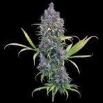 Brothers Grimm Seeds Durban Thai x C99 feminisiert – 3 Samen