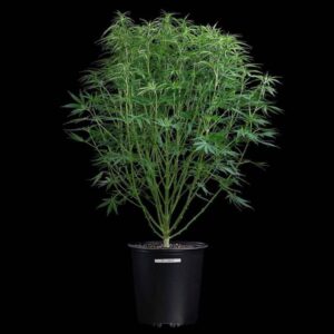 Brothers Grimm Seeds Durban Thai x C99 feminisiert – 3 Samen
