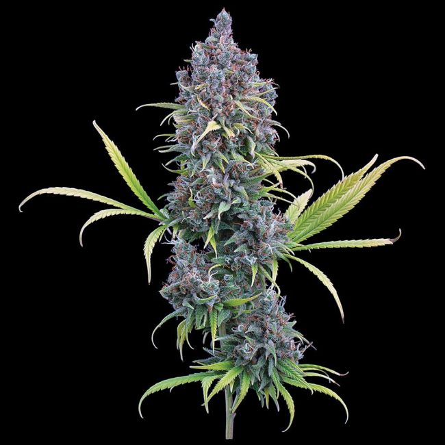 Brothers Grimm Seeds Durban Thai x C99 feminisiert – Samenverpackung