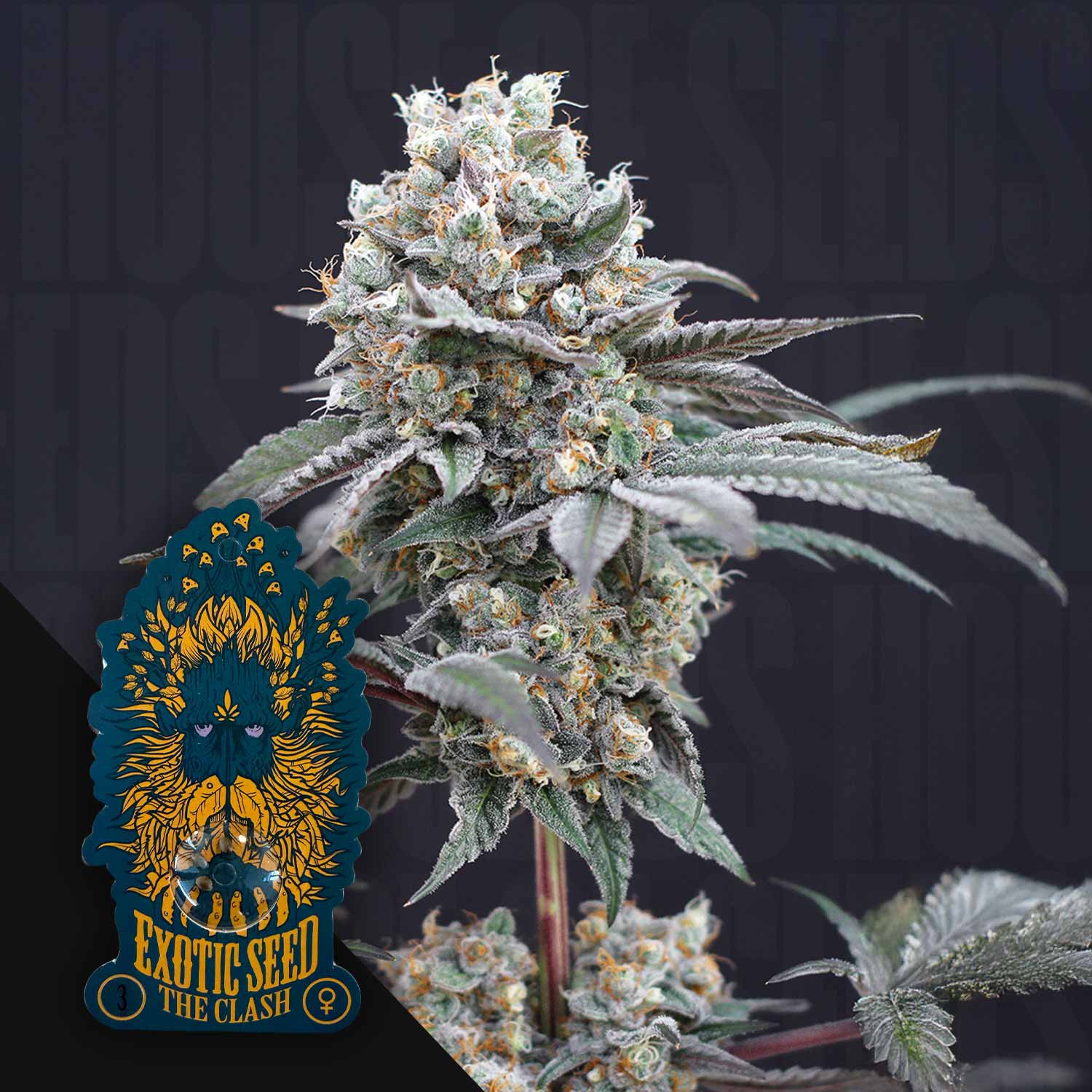 Exotic Seeds The Clash - feminisierte Cannabis Samen