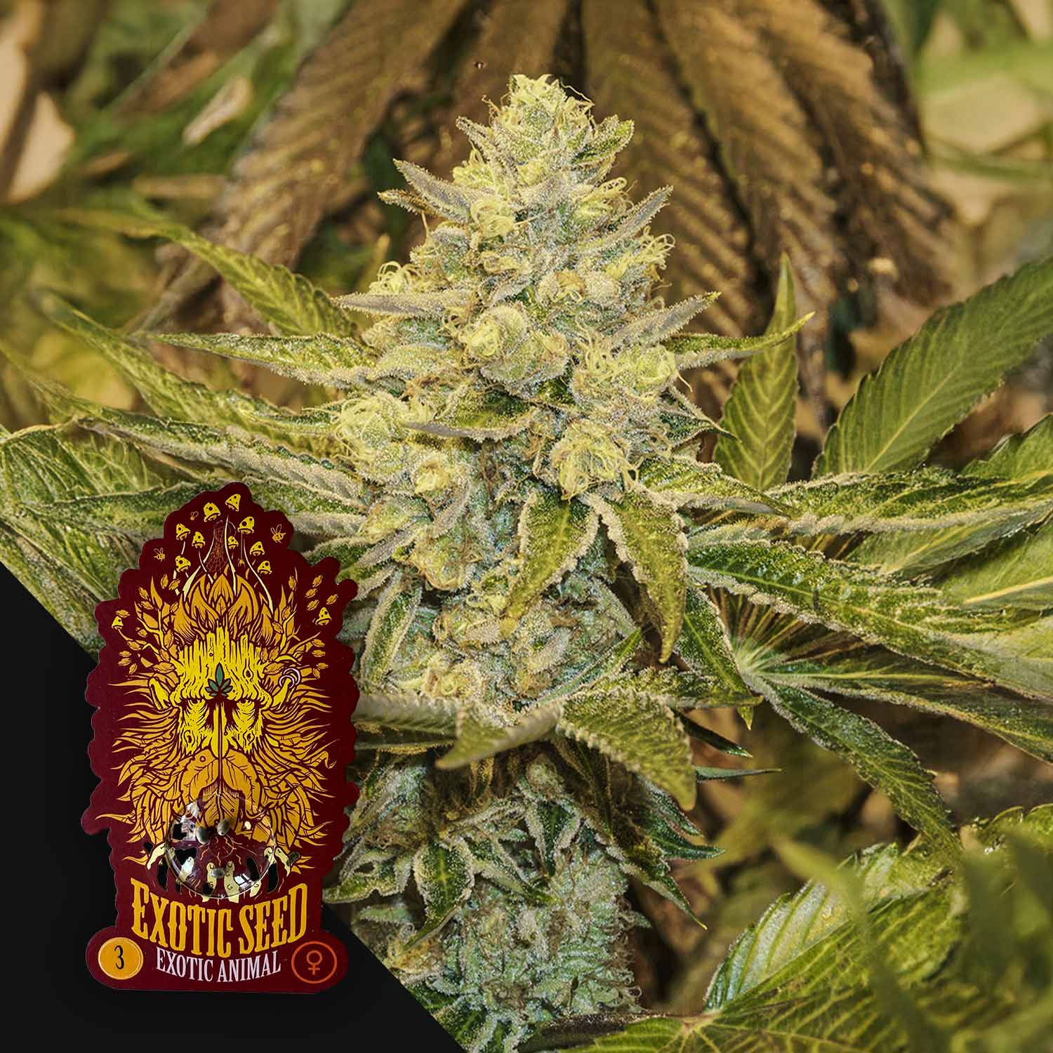 Exotic Seeds Exotic Animal - feminisierte Cannabis Samen