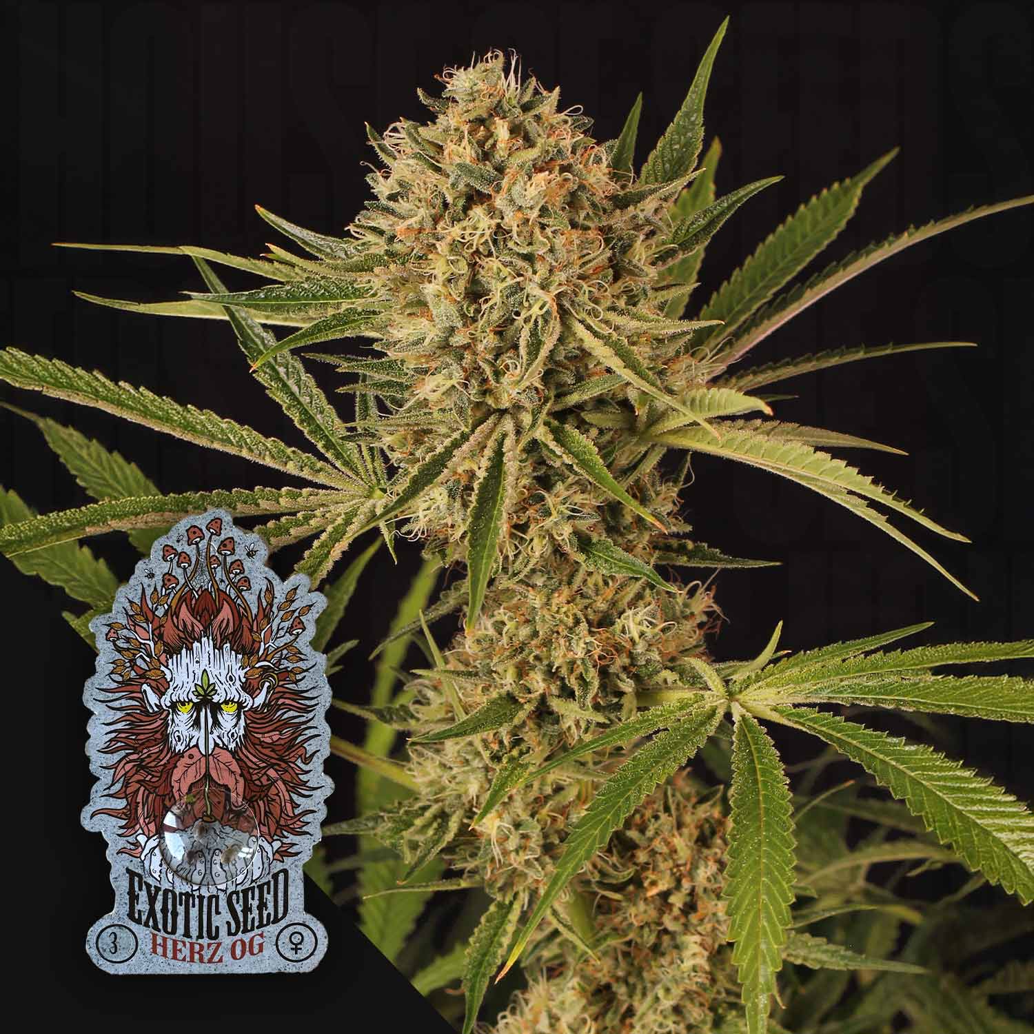 Exotic Seeds Herz OG - feminisierte Cannabis Samen