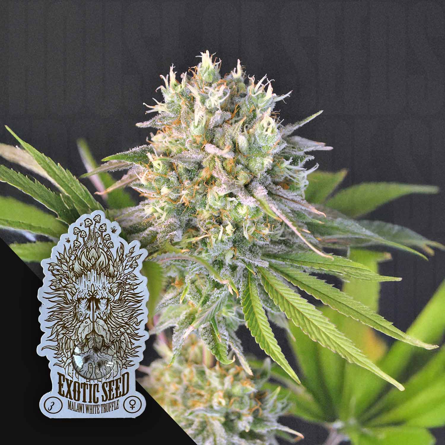 Exotic Seeds Malawi White Truffle - feminisierte Cannabis Samen