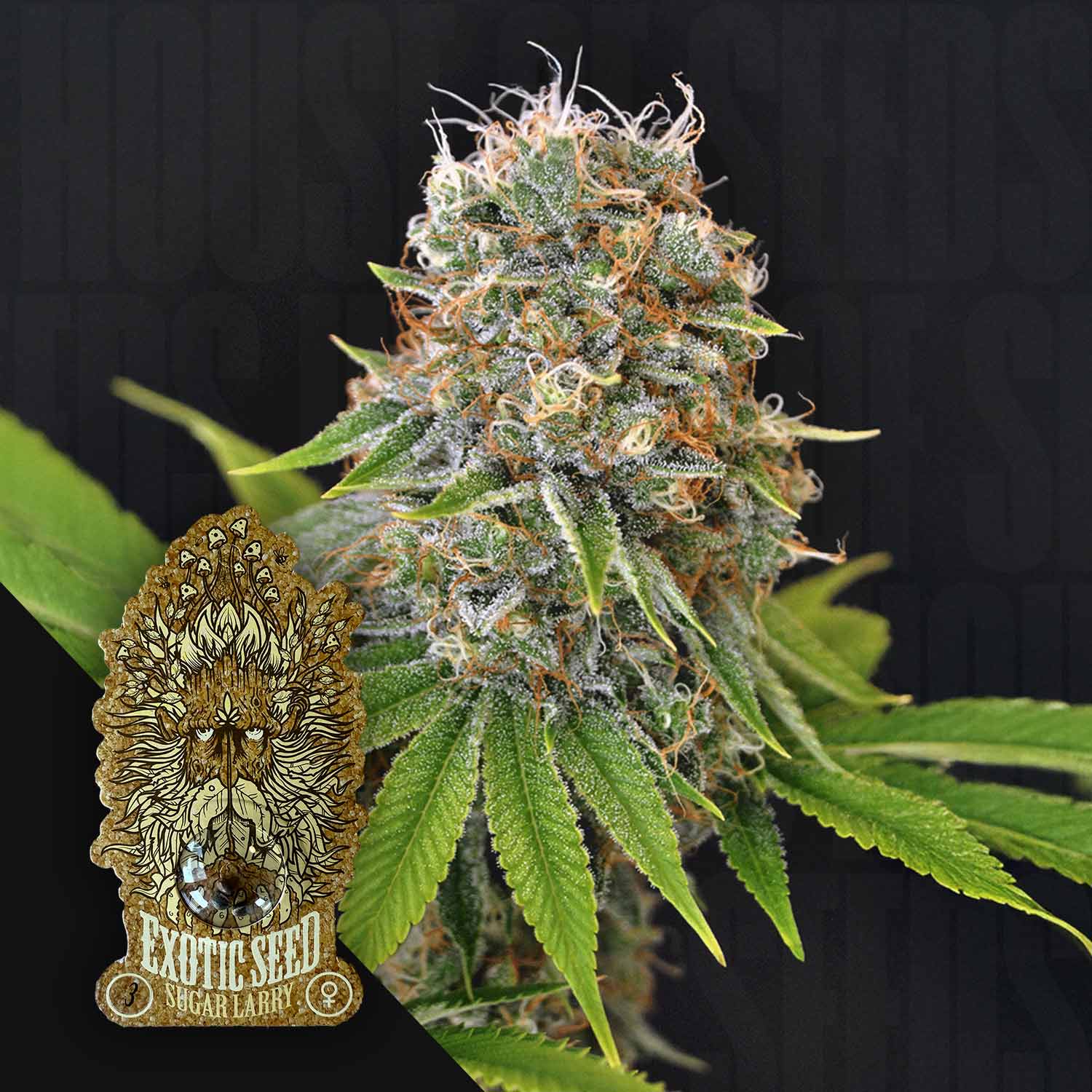 Exotic Seeds Sugar Larry - feminisierte Cannabis Samen