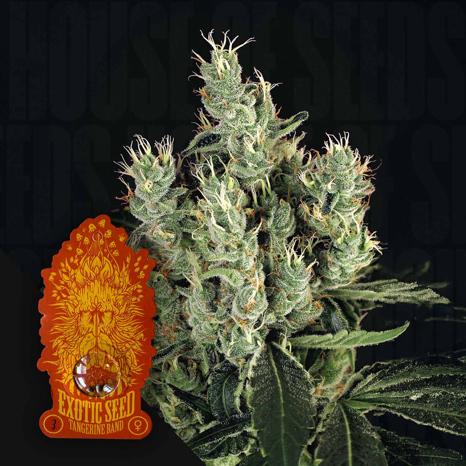 Exotic Seeds Tangerine Band - feminisierte Cannabis Samen