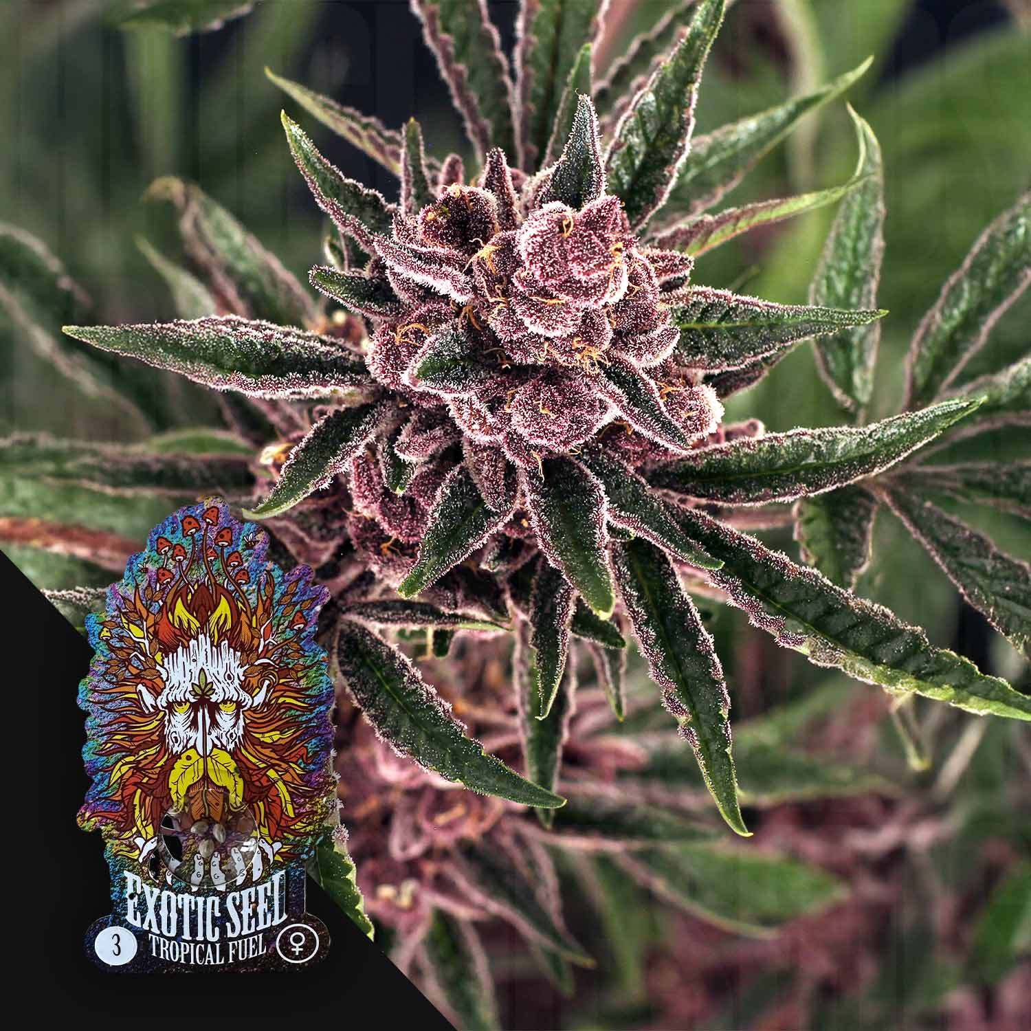 Exotic Seeds Tropical Fuel - feminisierte Cannabis Samen