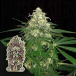 Z&Z Auto