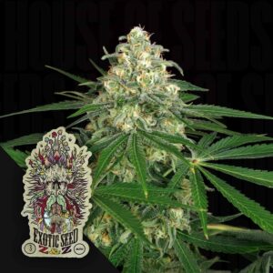 Z&Z Auto