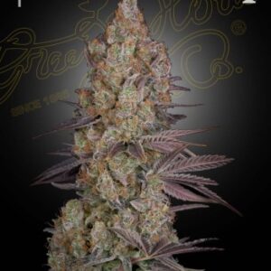 Green House Seed Co. Exodus Cheese