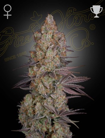 Green House Seed Co. Exodus Cheese Cannabis Samen