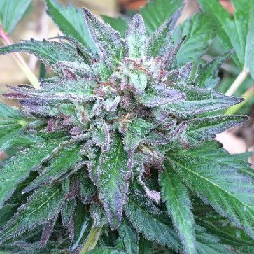 Ace Seeds Early Bubba regulär – Samenverpackung