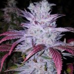 Ethos Genetics Early Lemon Berry RBX feminisiert – 5 Samen