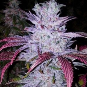Ethos Genetics Early Lemon Berry RBX feminisiert – 5 Samen