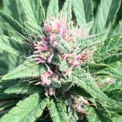 Ace Seeds ErdPurt x PCK regulär – Samenverpackung
