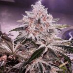 Ethos Genetics Ethos Apex R1 feminisiert – 5 Samen