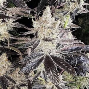 Ethos Genetics Ethos Cookies R2 feminisiert – 5 Samen