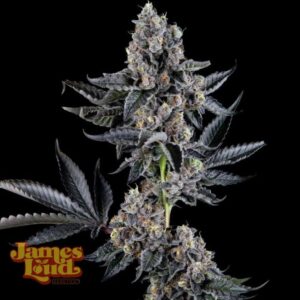 James Loud Genetics Everglazed (Ltd. Release) feminisiert