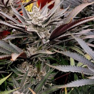 Solfire Gardens FX3 feminisiert – 6 Samen