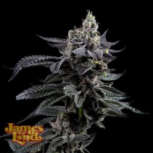 James Loud Genetics Feel The Rainbow feminisiert – 3 Samen