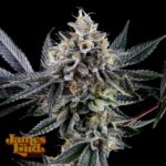 James Loud Genetics Frosted Biscotti Auto autoflowering – 3 Samen