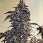 Ethos Genetics Fuego'Z R1 feminisiert – 5 Samen